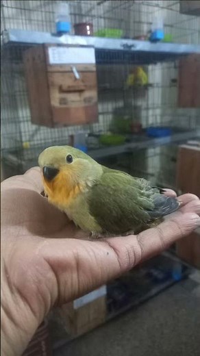 LoveBirds My Passion #lovebirds #birdsvlogs #birds #parrot #petsvlog #foryou #trending #fyp #pets