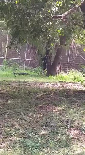 Hombre vs León: Un Encuentro Impactante