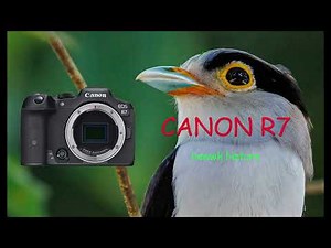 CANON R7 real world ISO Sample
