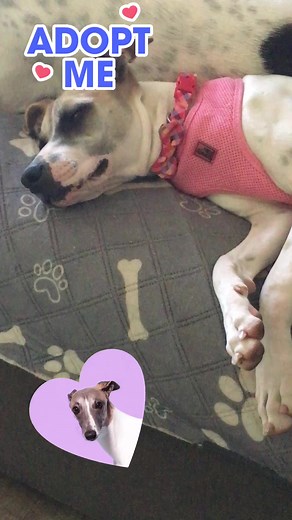 14 reactions | Meet this adorable “Wanna be” whippet mix‼️ if you...