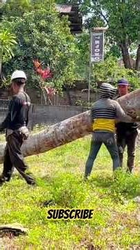 God Skill to Cut Down Big Wadang Tree Quickly
