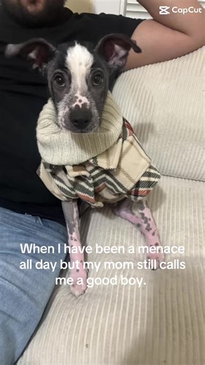 Xoloitzcuintli Dog Behavior and Training