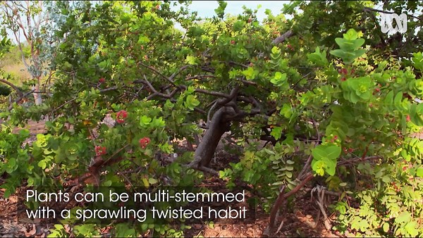 Plant Profile | Corymbia dunlopiana - Gardening Australia