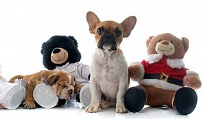 "My Pet Sin" Bible Object Lesson for Kids (Song of Solomon 2:15) - Ministry To Children