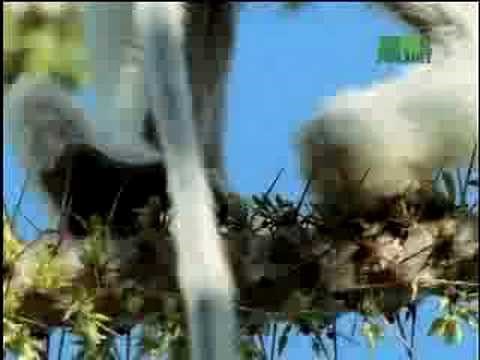 Fooled by Nature - Leaping Lemur