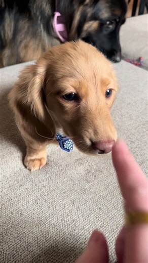 BOOP. #miniaturedachshund #minidachshund #puppy #dachshundpuppy #boop