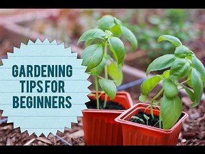 8 Steps Starting a Kitchen Garden for Beginners