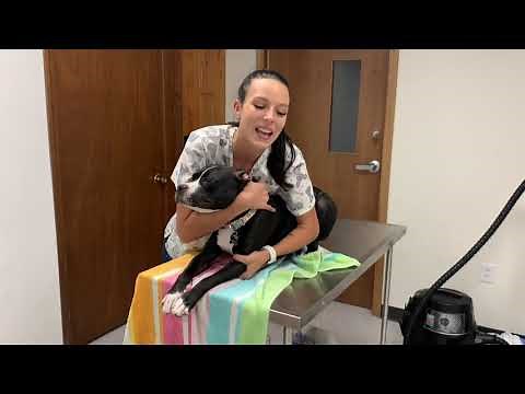 Intro to Veterinary Technology Restraint