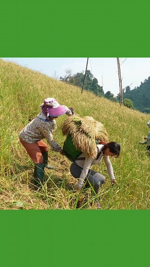 Highland Rice Harvesting on the Farm