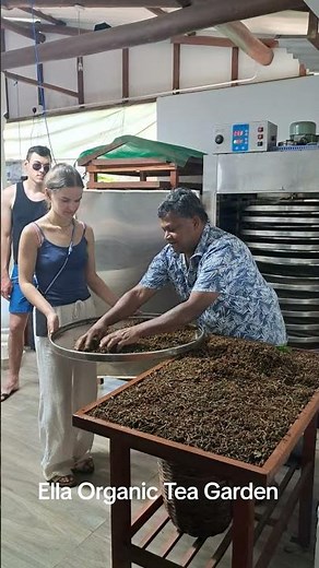See how to grow tea. Pluck tea leaves. Learn how to make tea. Taste Organic Homemade tea.