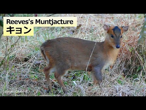 キョン（羌） Reeves's Muntjac 特定外来生物 （千葉県木更津市にて）