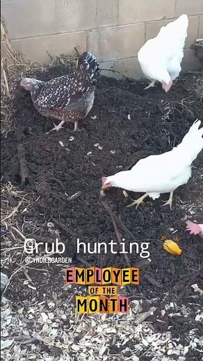 Crazy Chicken Grub Feeding Frenzy | Backyard Farming & Homesteading