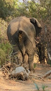 171K views · 673 reactions | Poop ❤️ | BRIAN S TRAVEL AND TOURS LIMITED | Facebook