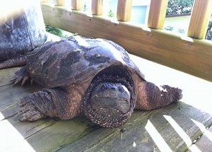 How We Helped a Lost Turtle Get Back Home