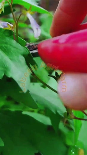 Precision Pruning for Healthy Vegetable Growth #LabeeqaAgriFarm #PlantCare #GardeningTools