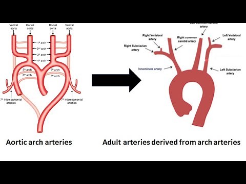 Aortic Arch Arteries: From Development to Function
