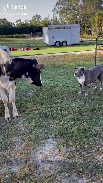 Pitbull vs Cow - Animal Encounter on the Farm
