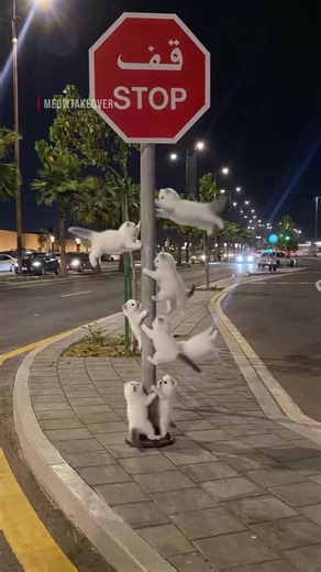 بساس جدة مايوقفهم شي! 🫸😾💪 Gatitos not stopping ✋ #kittens #viralvideo #street