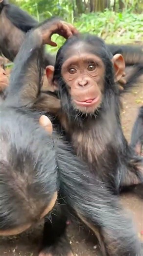 #chimpanzeesanctuary #wildliferescue #conservation #chimpanzee #lwiro