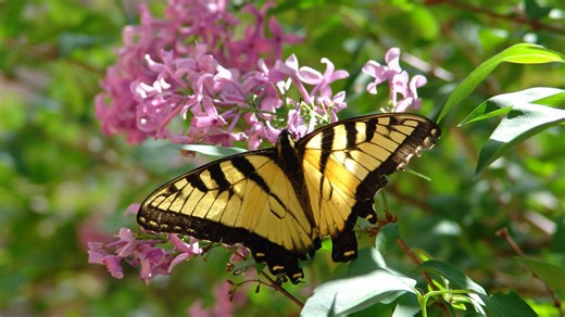 10 beautiful flowers that attract swallowtail butterflies