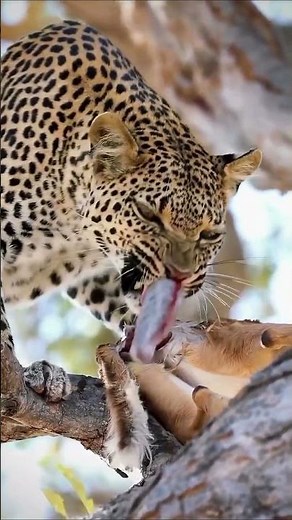 Unbelievable! Leopard Cleans Out it's Prey's Intestine Before Eating.
