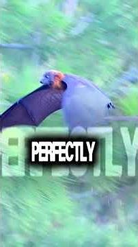 Flying Foxes' Hunting Technique Is Absolutely Terrifying #wildlife #nature #animals