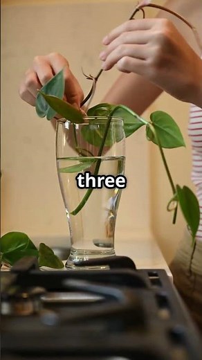 DIY Rooting Hormone with Willow Water – Grow Plants Like a Pro! 🌱✨