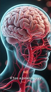 What does the human brain look like - Scientific Revelation