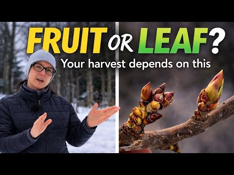 Fruit Bud or Leaf Bud? How to Tell Before You Prune (Apples, Pears, Plums & Cherries). Zone 4