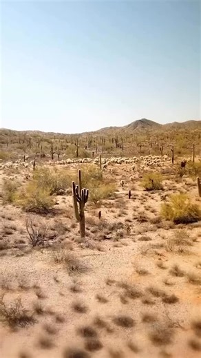 Here’s a little sneak peak of what’s airing tonight! From gold mine to ghost town, there’s something eerie about Vulture City. 🧐 Find out happening on the season premiere of #ExpeditionX, Wednesday at 9P on Discovery. #fyp #ghosttown #wickenburg #arizona | Vulture City Ghost Town