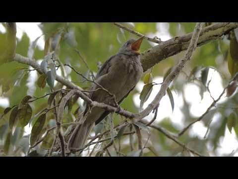 Screaming Piha Calling