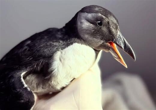 An adorable seabird not normally seen inland was found in Massachusetts