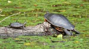 Discarded pet turtles crowding out native B.C. species