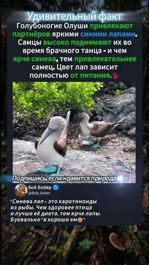 🐦Эти птицы выбирают партнёра по цвету лап🐦
