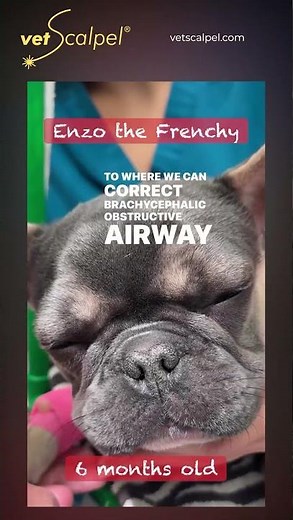 Enzo Before and After BOAS Laser Surgery - Frenchie Can Breathe!