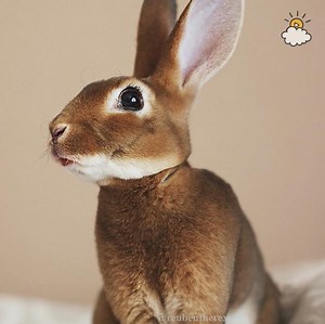 What an absolutely gorgeous rabbit! | LittleThings