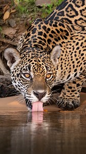 A young jaguar drinking water while looking directly to my lens. 😮‍💨 • #bigcatsofinstagram #wildlifephotography #visitbrasil #fotografosbrasileiros #reelsinstagram #photo #jaguars #onçapintada #bigcatsforever | Henrique Olsen
