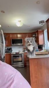 42K views · 2.6K reactions | What do you think Atchoum wants meowing...