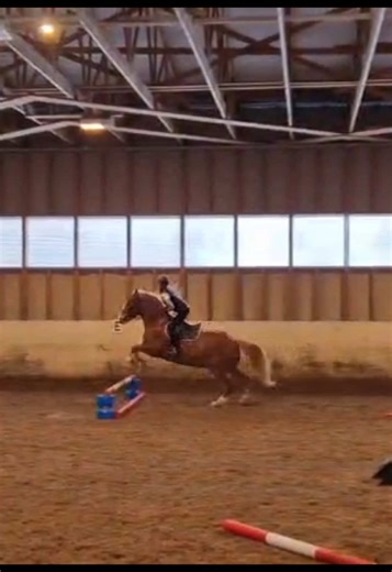 Kultakimpale Harri❤️ Mailman paras ruuna oikeasti😭😭 Harri oli NIIN HYVÄ tänään!! Meillä meni koko tunti niin hyvin että ihan hymyilin ku ratsastin🥹 Harri oli tosi reipas mutta ei kuitenkaa kuumunut ja hyppäs niin hyvin😁 Harri ei kuitenkaan antanut mitään ilmaseks ja oon tosi tyytyväinen mun omaan ridaan🤩!!! Kiitos myös Sallin äiti ja Mean äiti kun kuvasitte mua🥹❤️ #heponiitynratsastuskoulu #frypgシ #eq #repost #heppatiktok