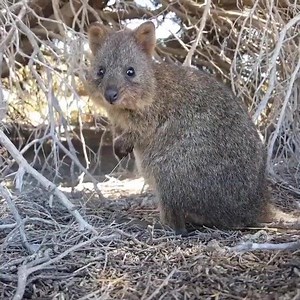 414 shares · 104 comments | Have you met the happiest animals in the world? Found on Perth’s very own island paradise, Quokkas inhabit Rottnest Island and we guarantee they’ll make you smile! Video Credit: camwildo (on IG) | Western Australia | Facebook