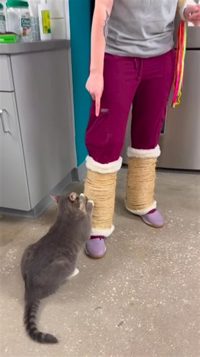 Emilie won Halloween yesterday with the most iconic costume we’ve ever seen: a fully functional cat tree. Yes, really 😭🐾 She spent 12 hours bringing this masterpiece to life and it even passed the ultimate test of success… Gracie used her 😂 Emilie, you outdid yourself. This costume goes down in All Cats history! #allcats #cats #besthalloweencostume #cathalloween | All Cats Healthcare Clinic