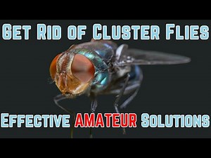Cluster flies problem? - how to get rid of CLUSTER FLY INFESTATION - Products in Description!