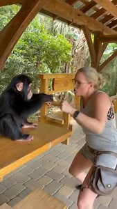 2.8M views · 68K reactions | Cute Chimp Boxing壘 | Kody Antle | Facebook