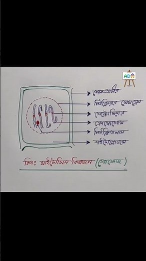 Mitosis Drawing ✍️Prophase #biology #viral #howtodraw #learning #shorts
