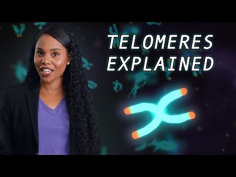 What are telomeres and how do they protect our cells?