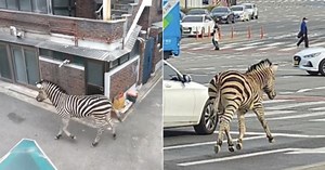 Escaped Zebra Sends South Korean Zookeepers Running In Circles & Leaves Locals        Confused