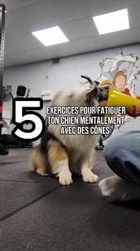 5 exercices pour ton chien avec des cônes
