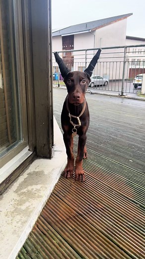 I’m cool I know #dobermannlove #me#doggietok #viral #doggie
