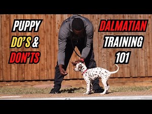 Puppy Do's And Don'ts: Dalmatian Training 101