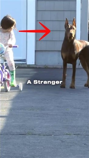 Why the Doberman is the Best Protection Dog for Kids